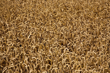 Kornfelder kurz vor der Ernte leuchten golden in der Sonne