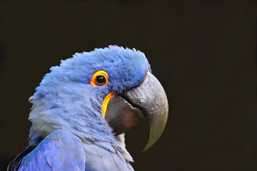 Blue Macaw (Parrot)