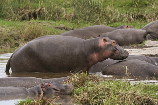 hippos in kenya