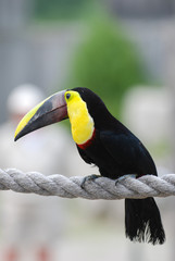Tucan bird