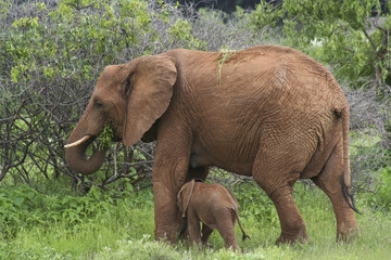 Fototapeta na wymiar mother and baby elephant 4