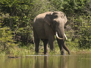 Fototapeta premium an indian elephant in sri lanka