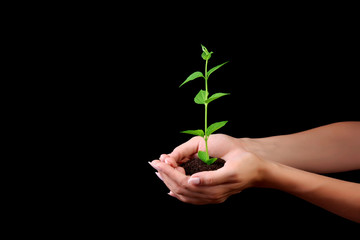 Young plant in hand on black background