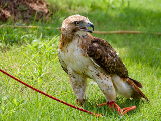 Red Tail Hawk