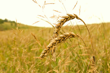 Obraz premium Wheat head against field ..