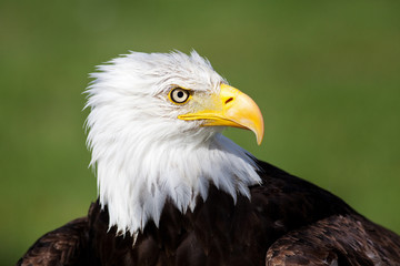 Bald Eagle Portrait