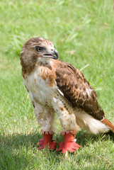 Red Tail Hawk