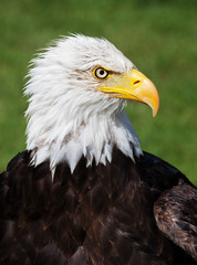 Obraz premium American Bald Eagle