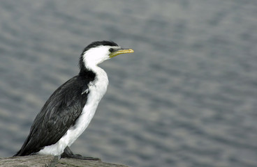 Cormorant
