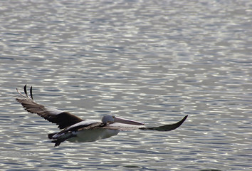 Pelican in Flight.