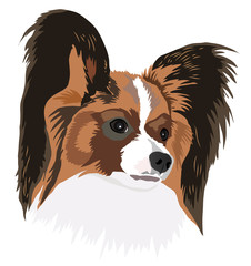 Portrait of a dog of breed papillon