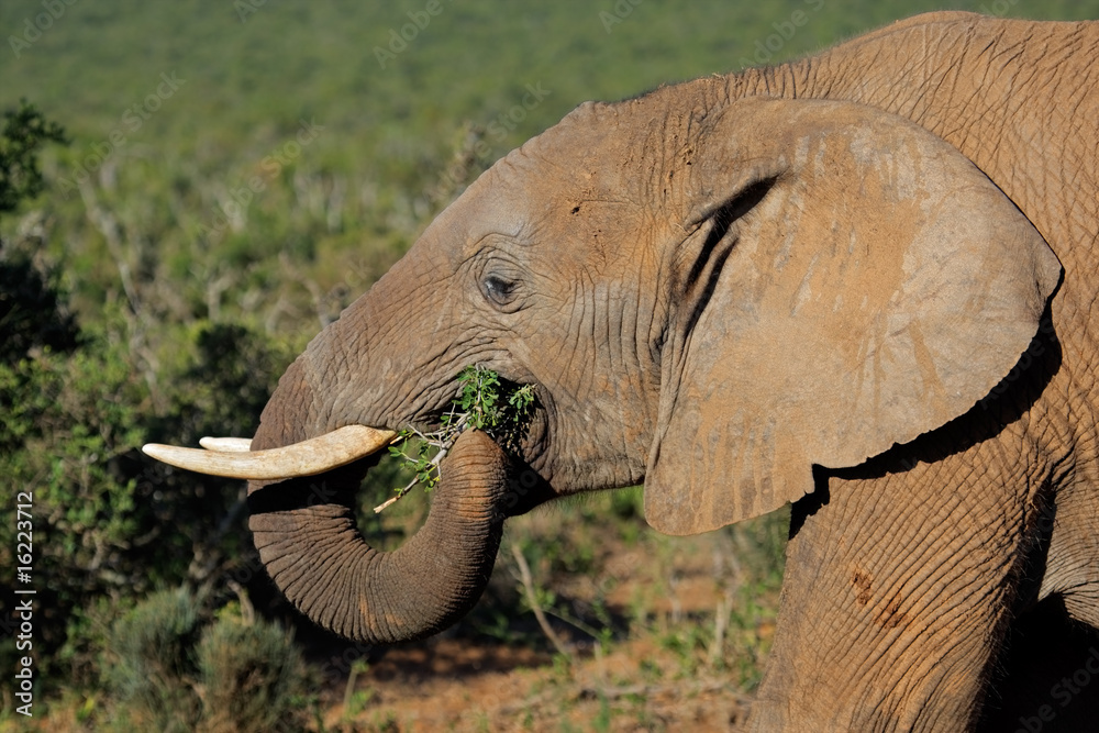 Canvas Prints Feeding African elephant (Loxodonta africana), South Africa