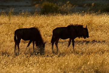 Fototapeta na wymiar Silhouetted blue wildebeest, Kalahari, South Africa