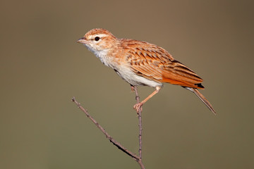 Fawn colored lark (Mirafra africanoides), Kalahari, South Africa