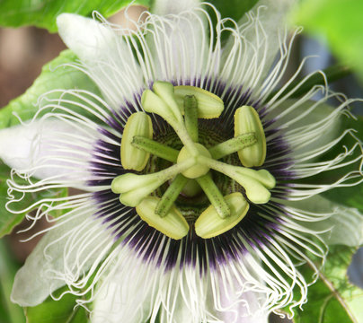 fleur du fruit de la passion