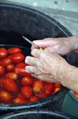 Tomaten verarbeiten