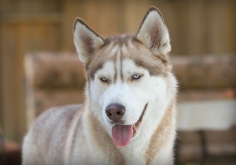 Husky