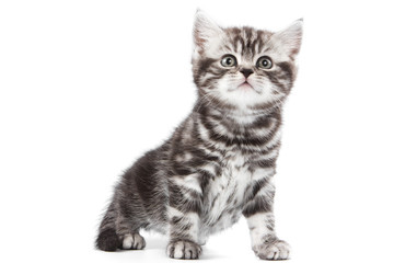 British kitten on white backgrounf