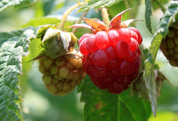 Himbeere