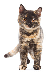 Fototapeta premium British cat on white background