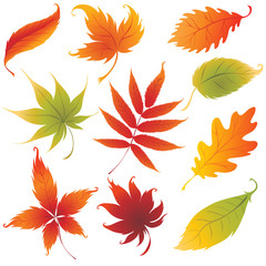 Set of vector colorful autumn leafs design elements.