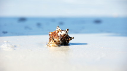Fototapeta na wymiar Sea Shell na plaży w Zanzibarze
