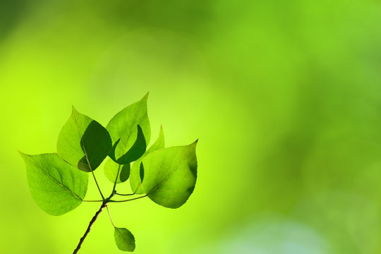 Leaves Of Poplar