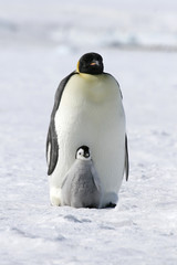 Emperor penguins (Aptenodytes forsteri)