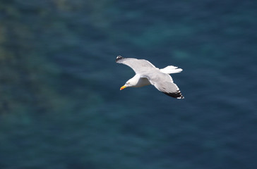 Möwe