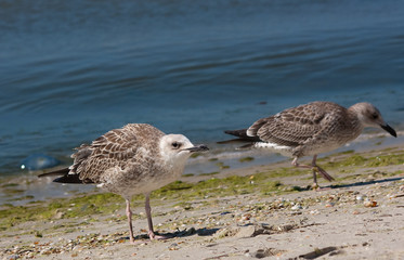 Seagull