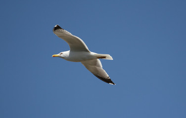 Möwe