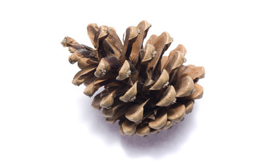 pinecone