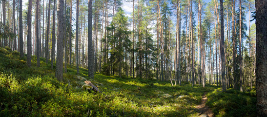 summer forest