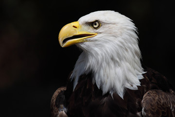 Fototapeta premium Bald eagle