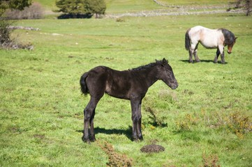 Obraz premium little black horse