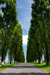 Populus trees in a row next to the road