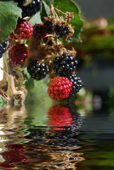 Grappe de mures sauvages reflet dans l'eau