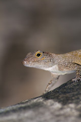 Lizard