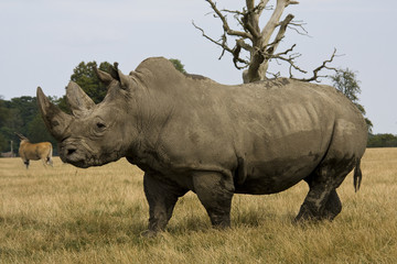 Obraz premium Nashorn