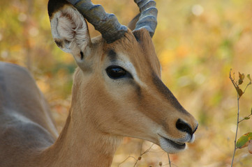 impala