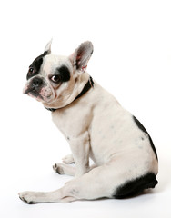 Fototapeta premium The French bulldog