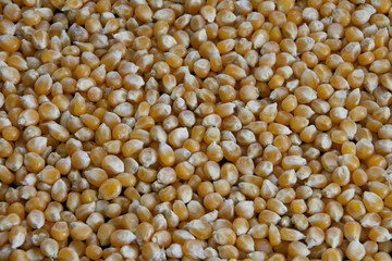 Popkorn Mais