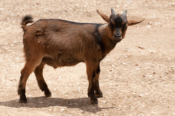 Young Goat