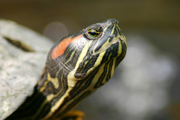 centenary turtle