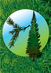 Pine tree and its branch in the oval. Vector art-illustration.