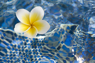 Flower of plumeria in blue water