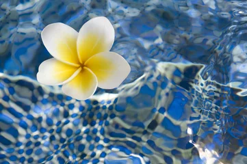 Papier Peint photo autocollant Frangipanier Flower of plumeria in blue water