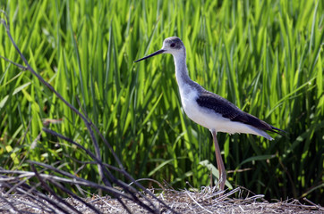 Naklejka premium Echasse blanche