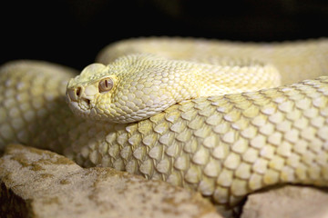 crotalus