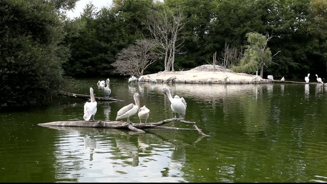 grands p&eacute;licans blancs perch&eacute;s
